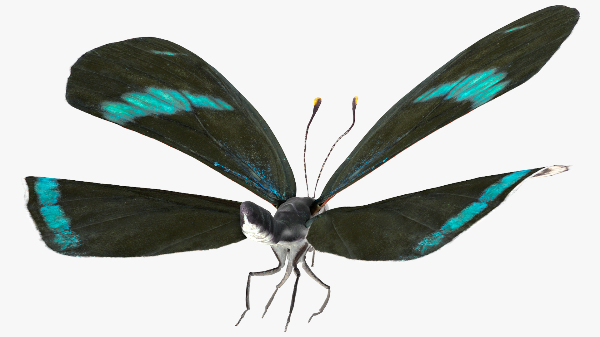 3D model Animated Diaethria Clymena Flight Rigged