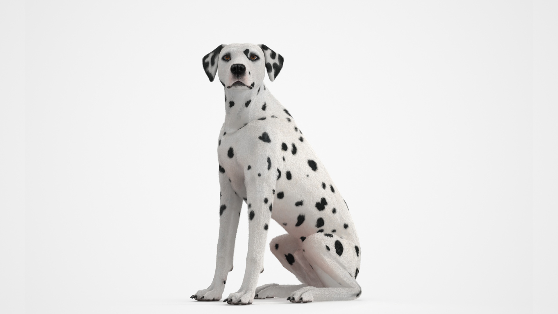 3D model Dalmatian Dog Sitting Pose Fur