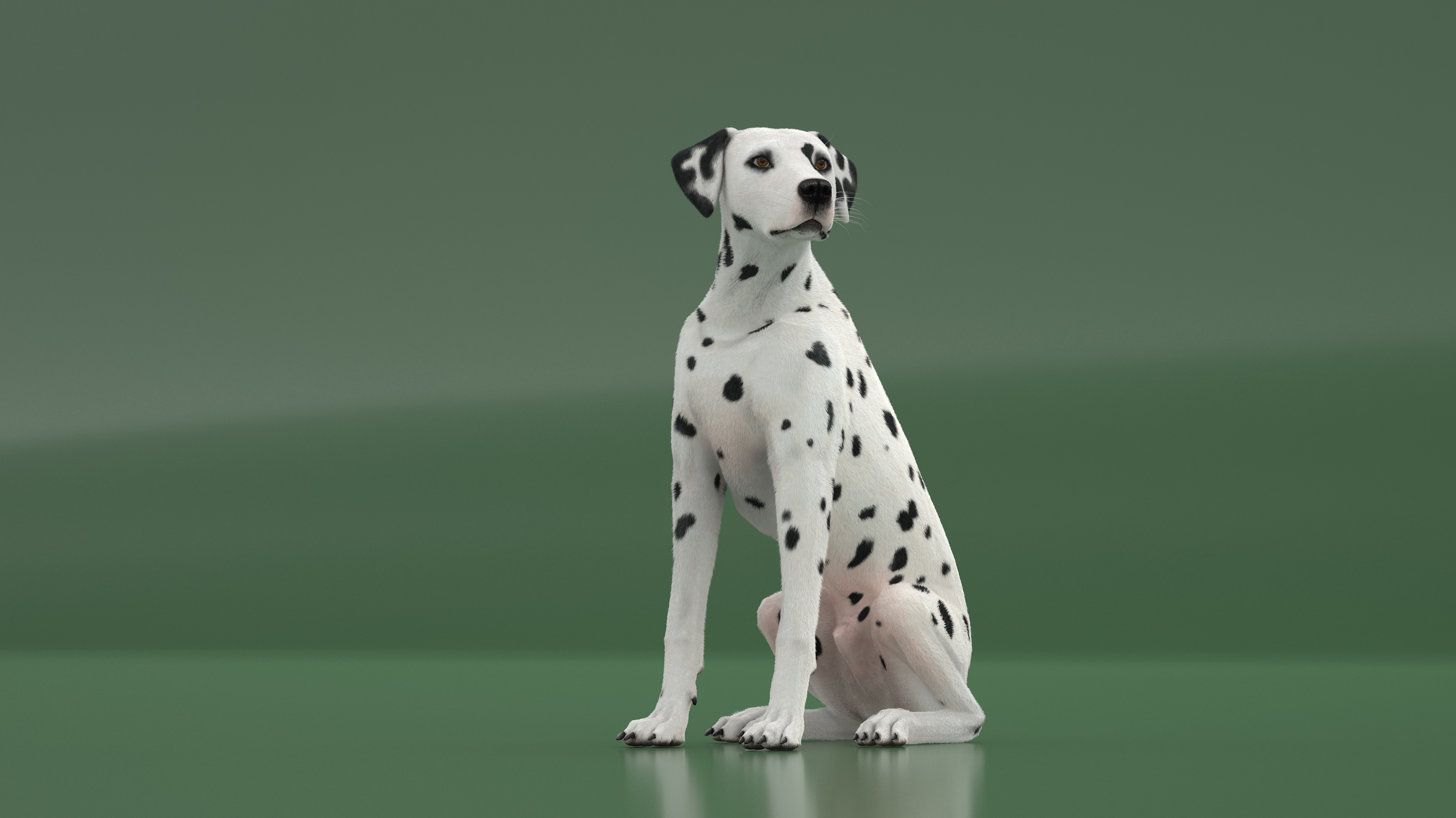 3D model Dalmatian Dog Sitting Pose Fur