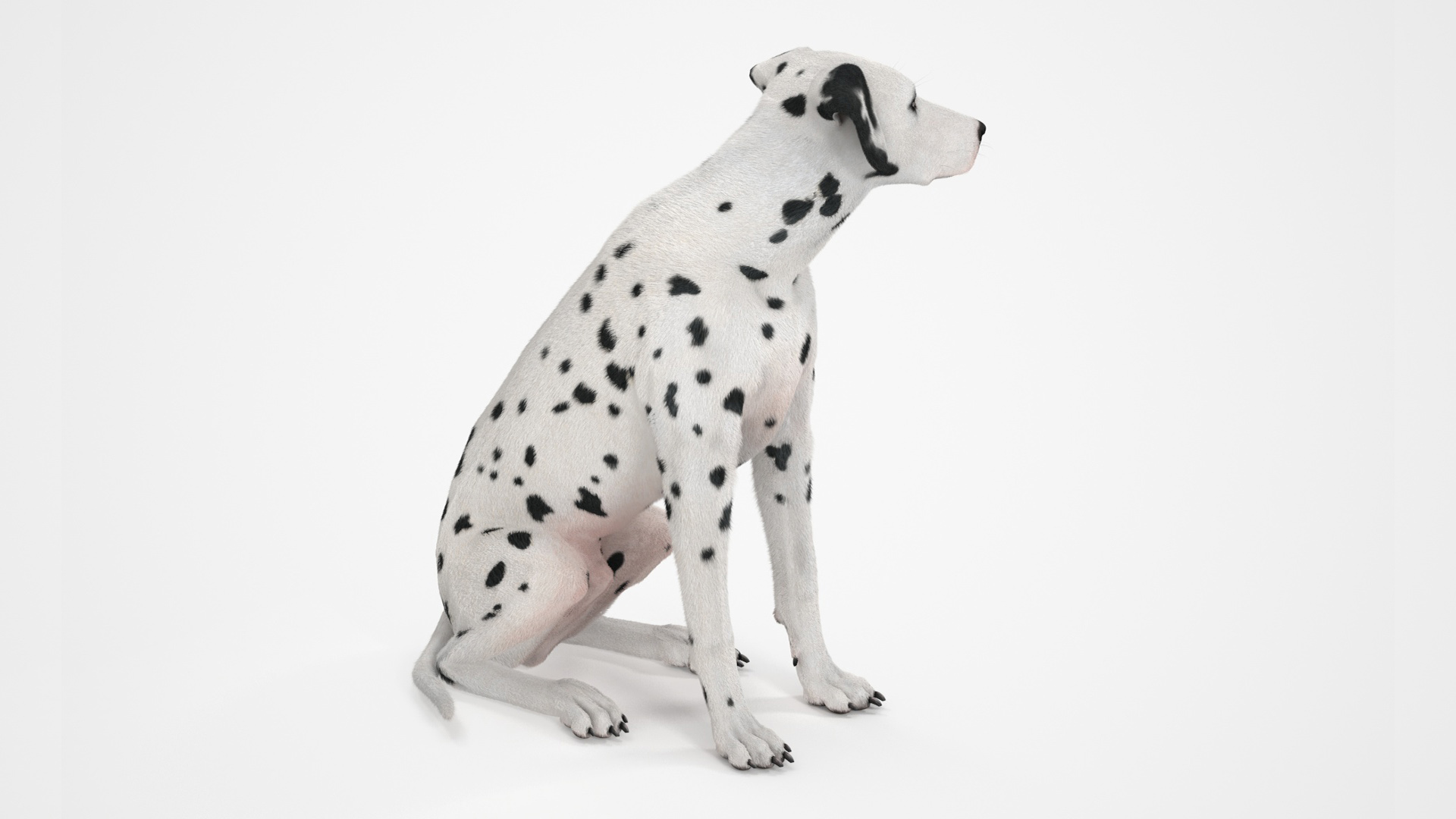 3D model Dalmatian Dog Sitting Pose Fur