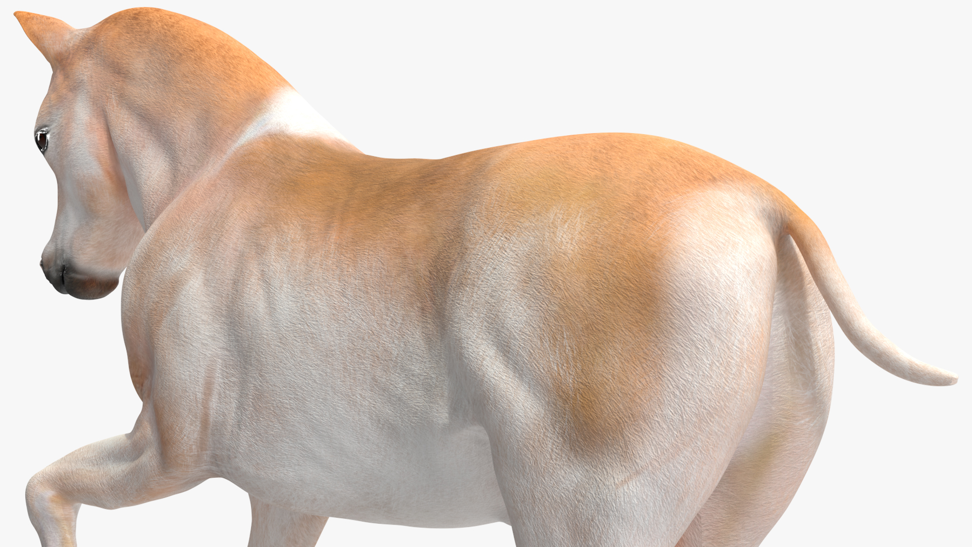 3D Galloping Shetland Pony model