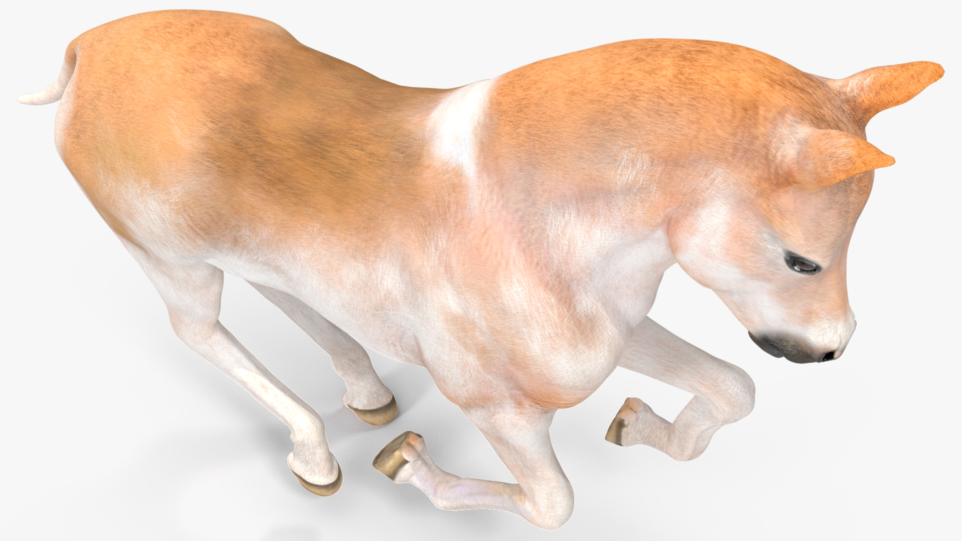 3D Galloping Shetland Pony model