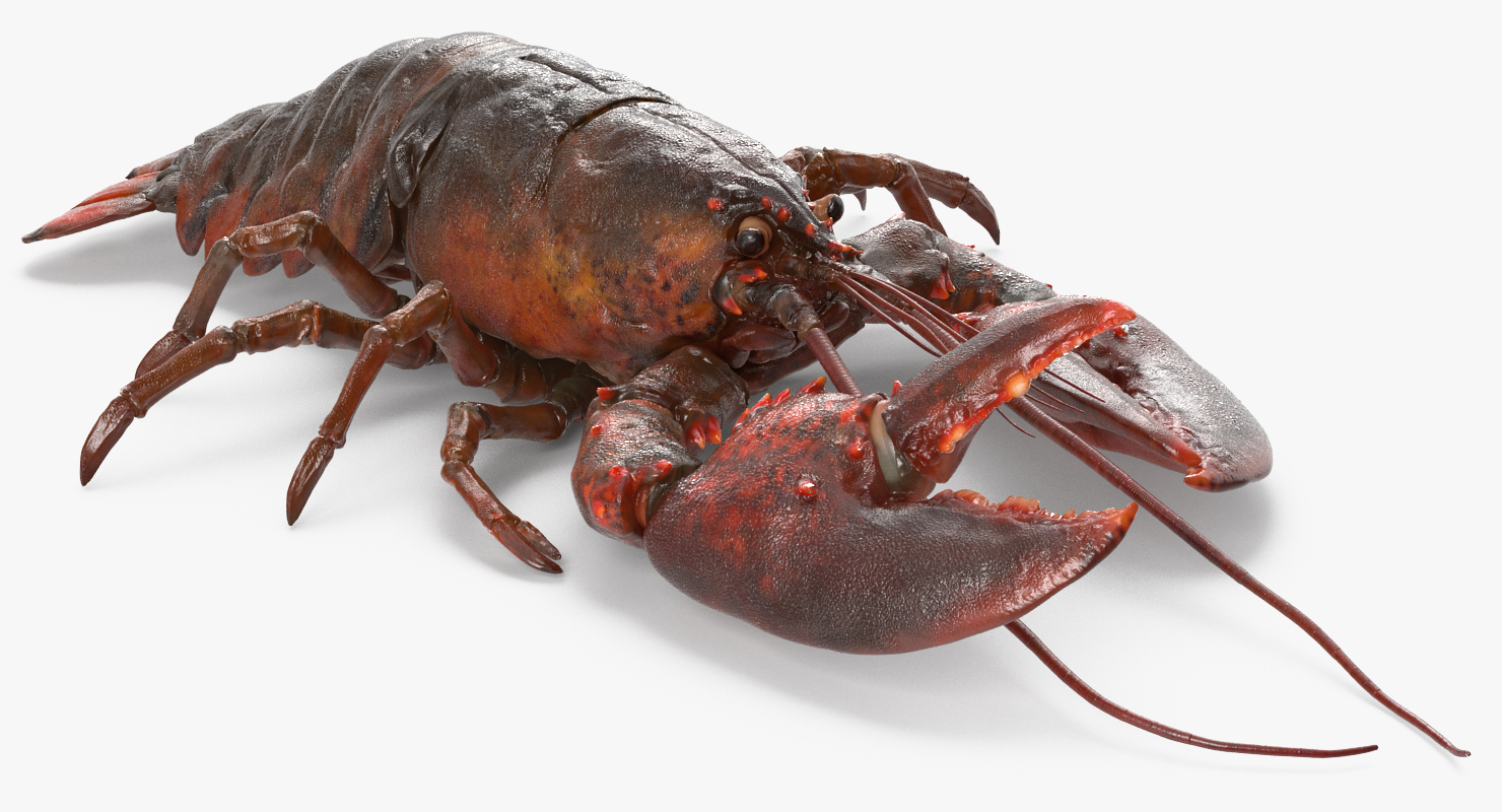 Lobster Pose 3 3D model