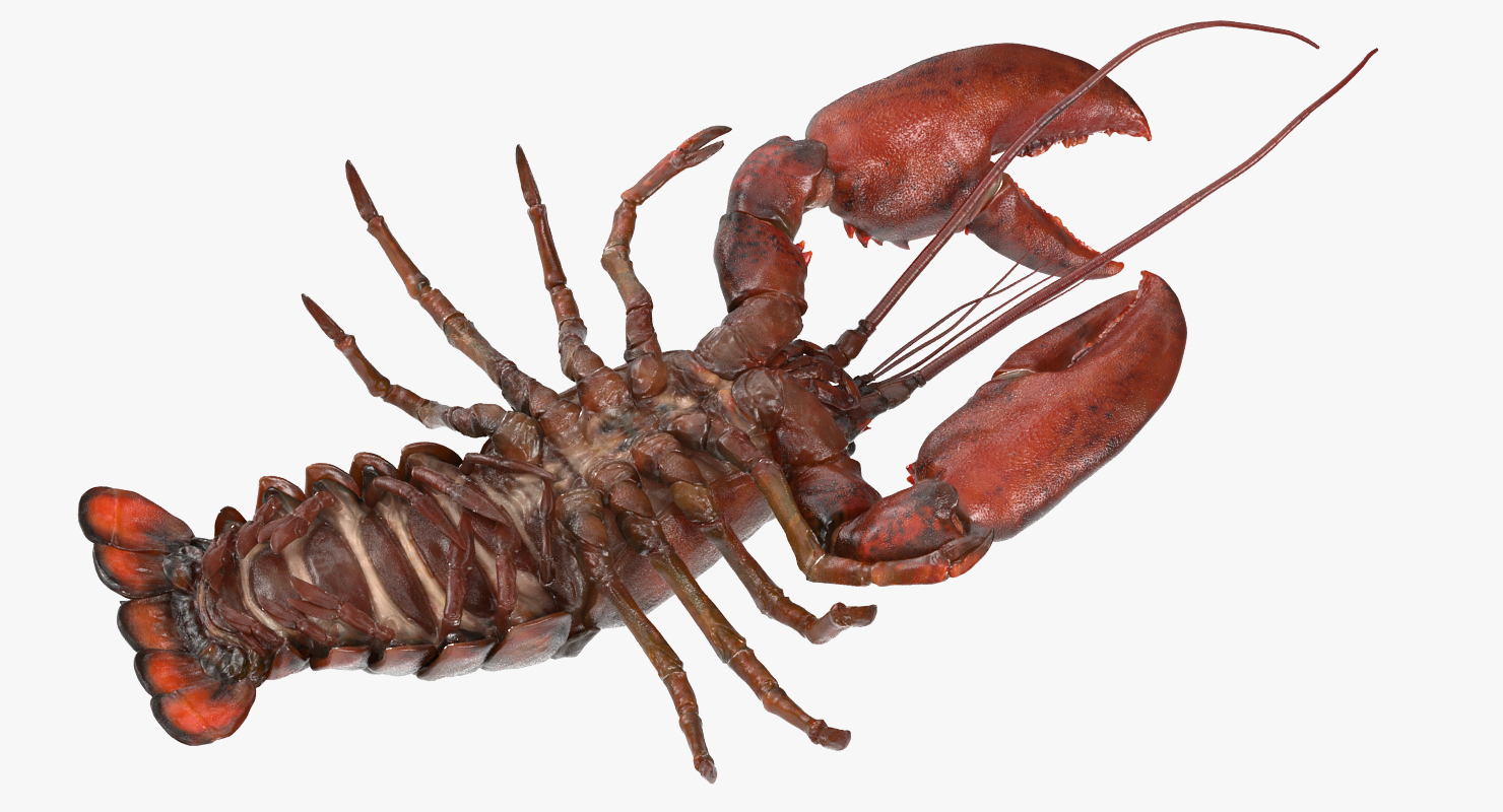 Lobster Pose 3 3D model