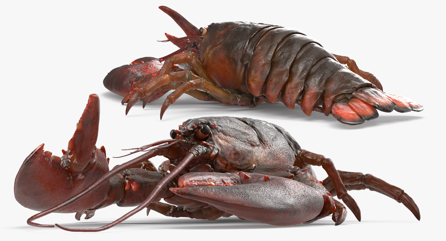 Lobster Pose 3 3D model