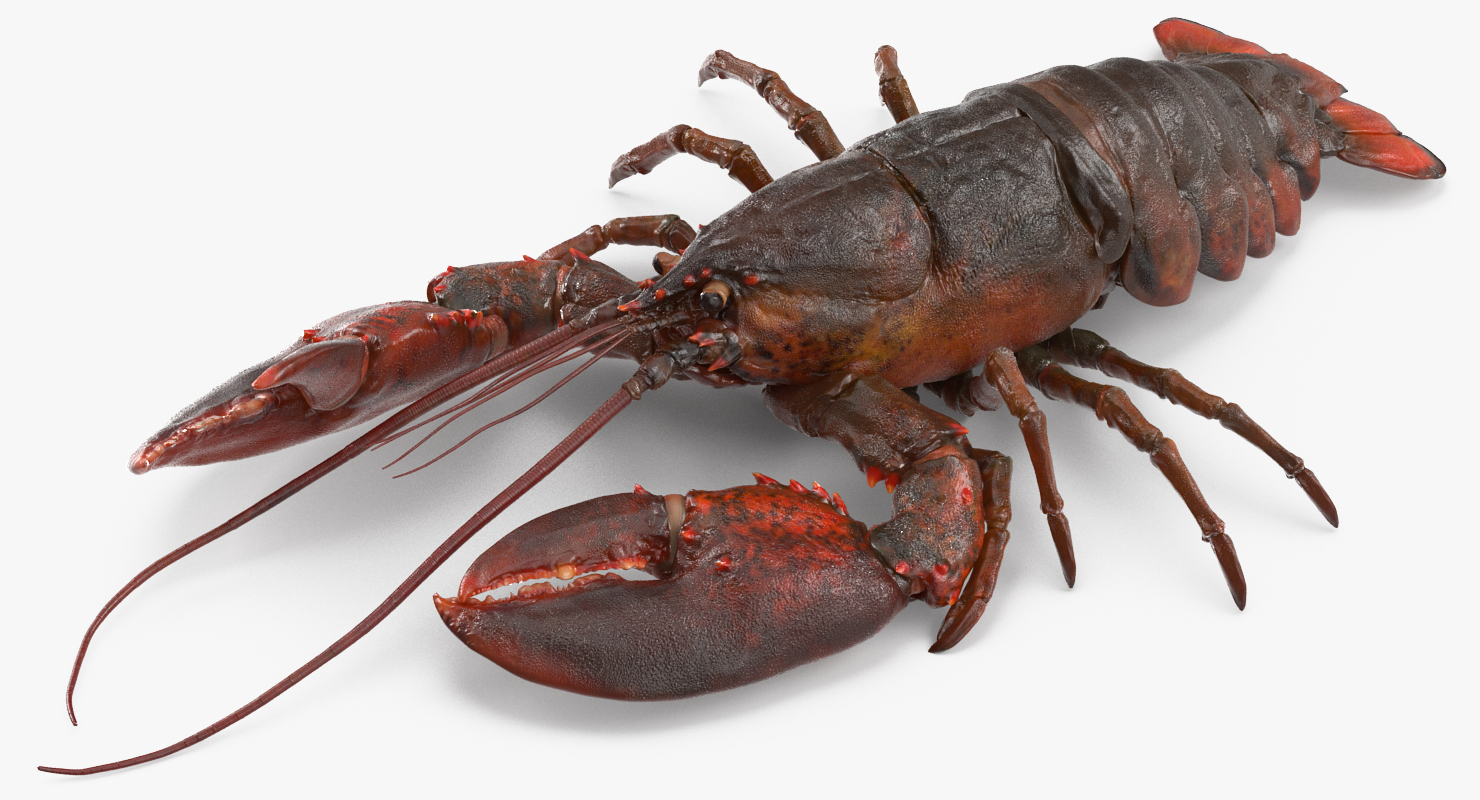 Lobster Pose 3 3D model