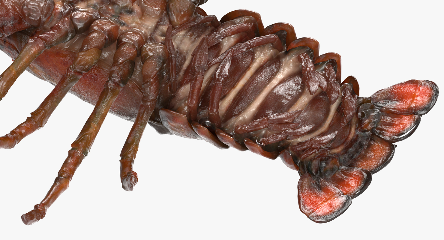 Lobster Pose 3 3D model