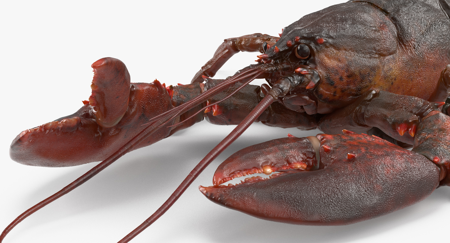 Lobster Pose 3 3D model