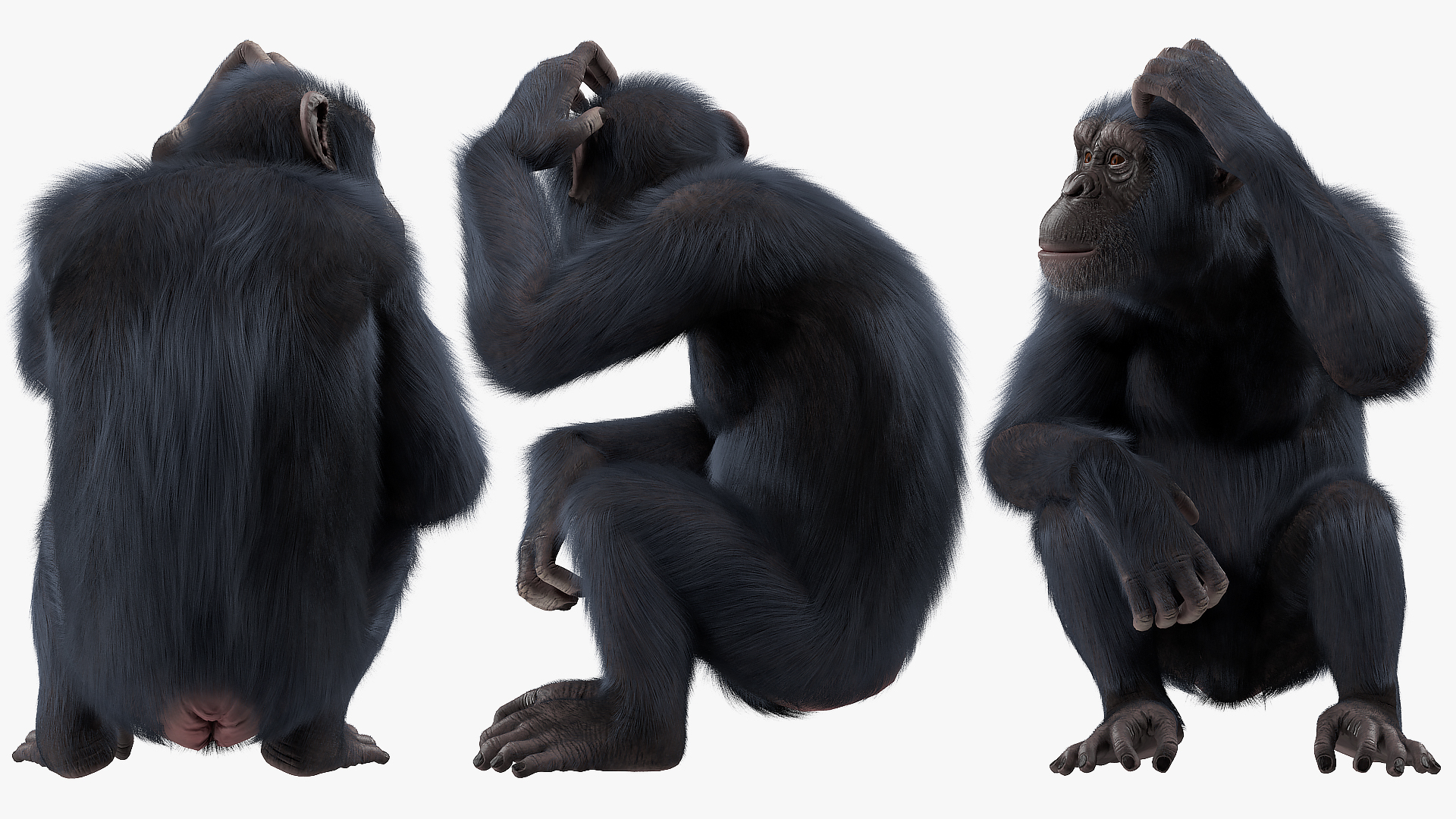 Dark Chimpanzee Sitting Pose Fur 3D