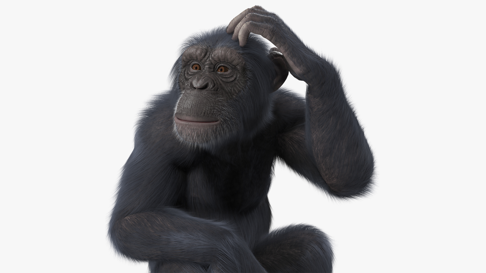 Dark Chimpanzee Sitting Pose Fur 3D