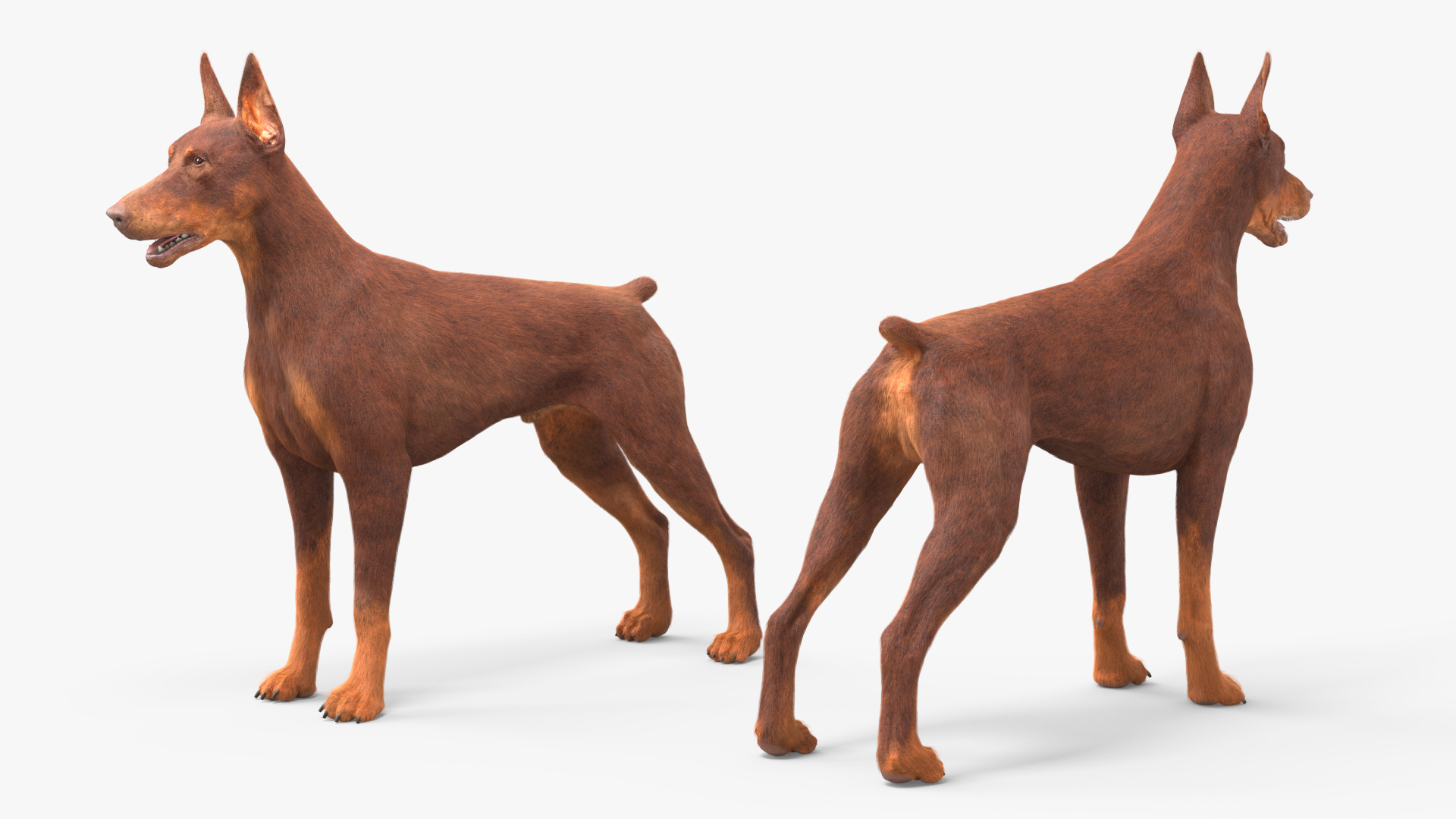 Doberman Dog Brown Fur 3D