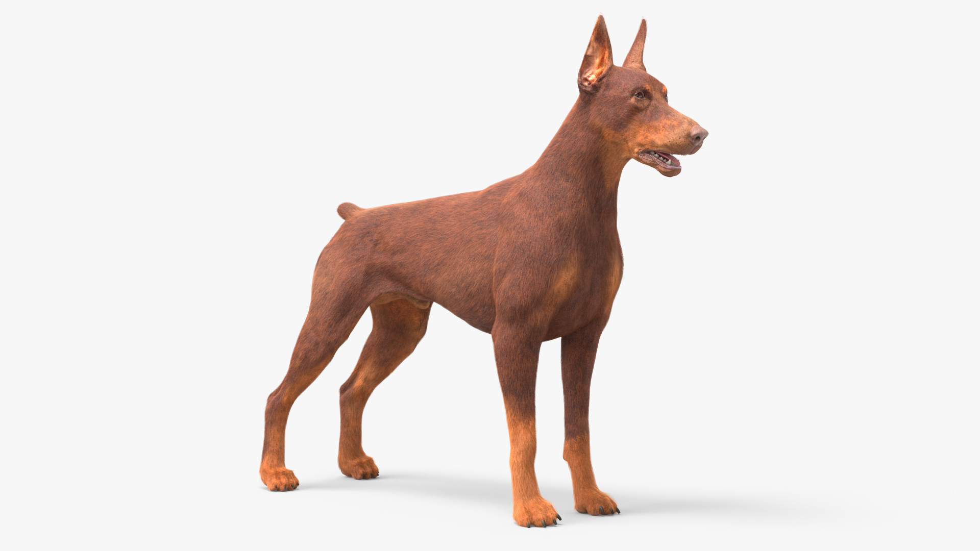 Doberman Dog Brown Fur 3D