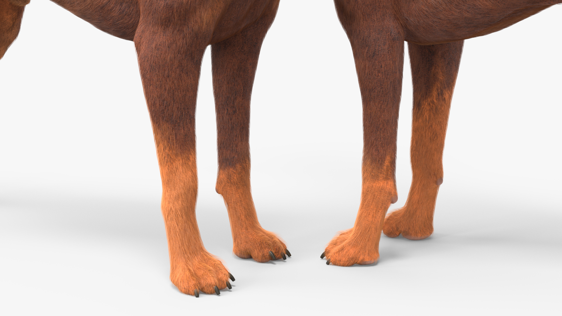 Doberman Dog Brown Fur 3D