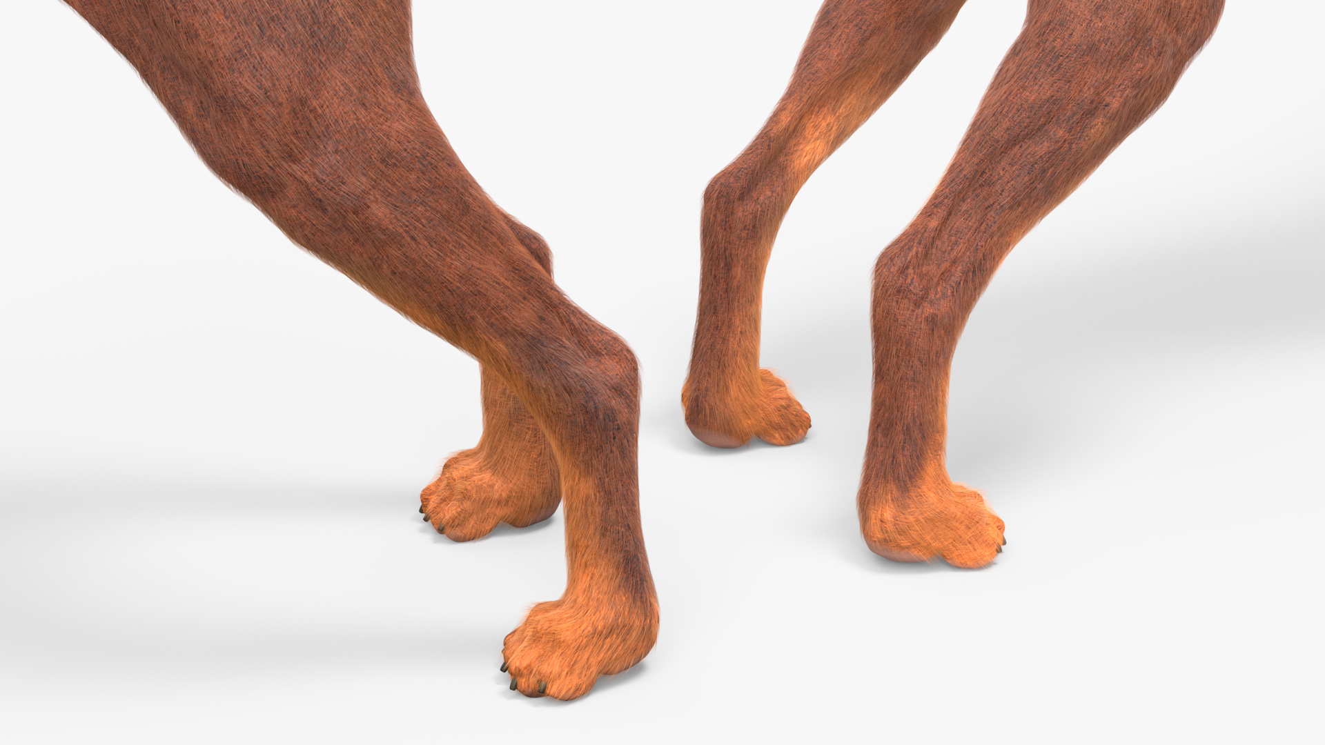 Doberman Dog Brown Fur 3D