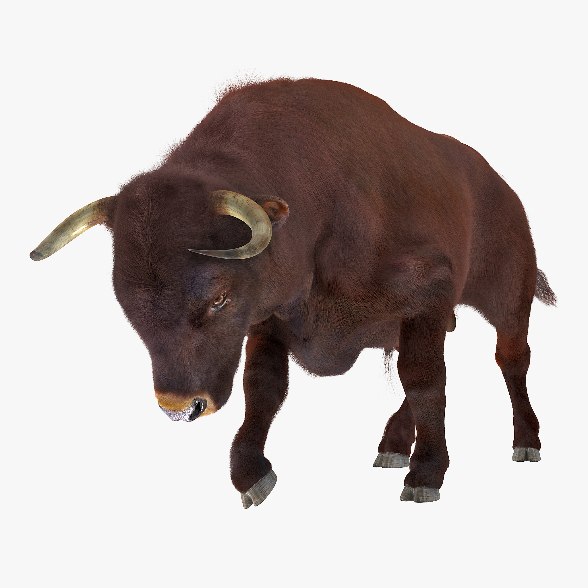 3D Bull Attacking Pose with Fur model