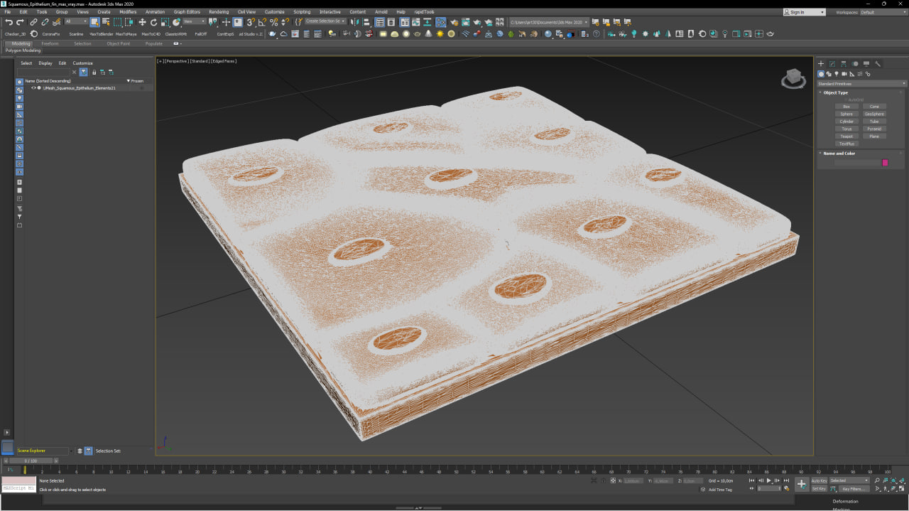 Squamous Epithelium for 3D Print 3D