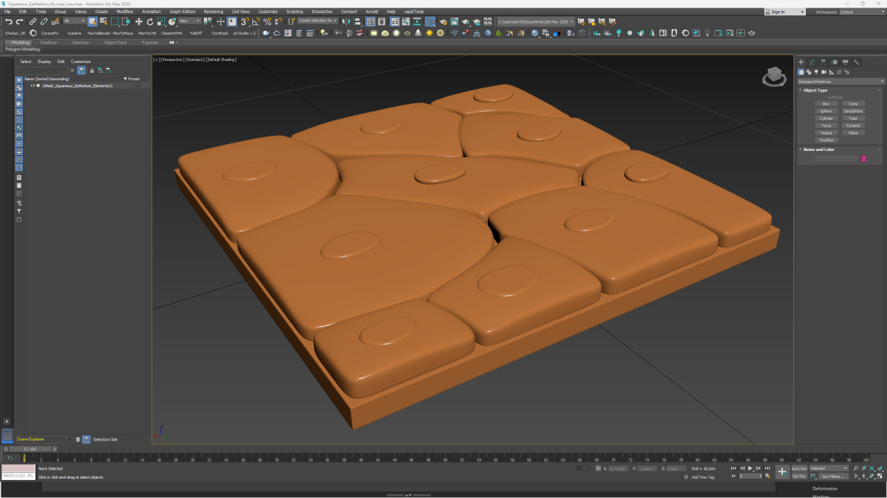 Squamous Epithelium for 3D Print 3D