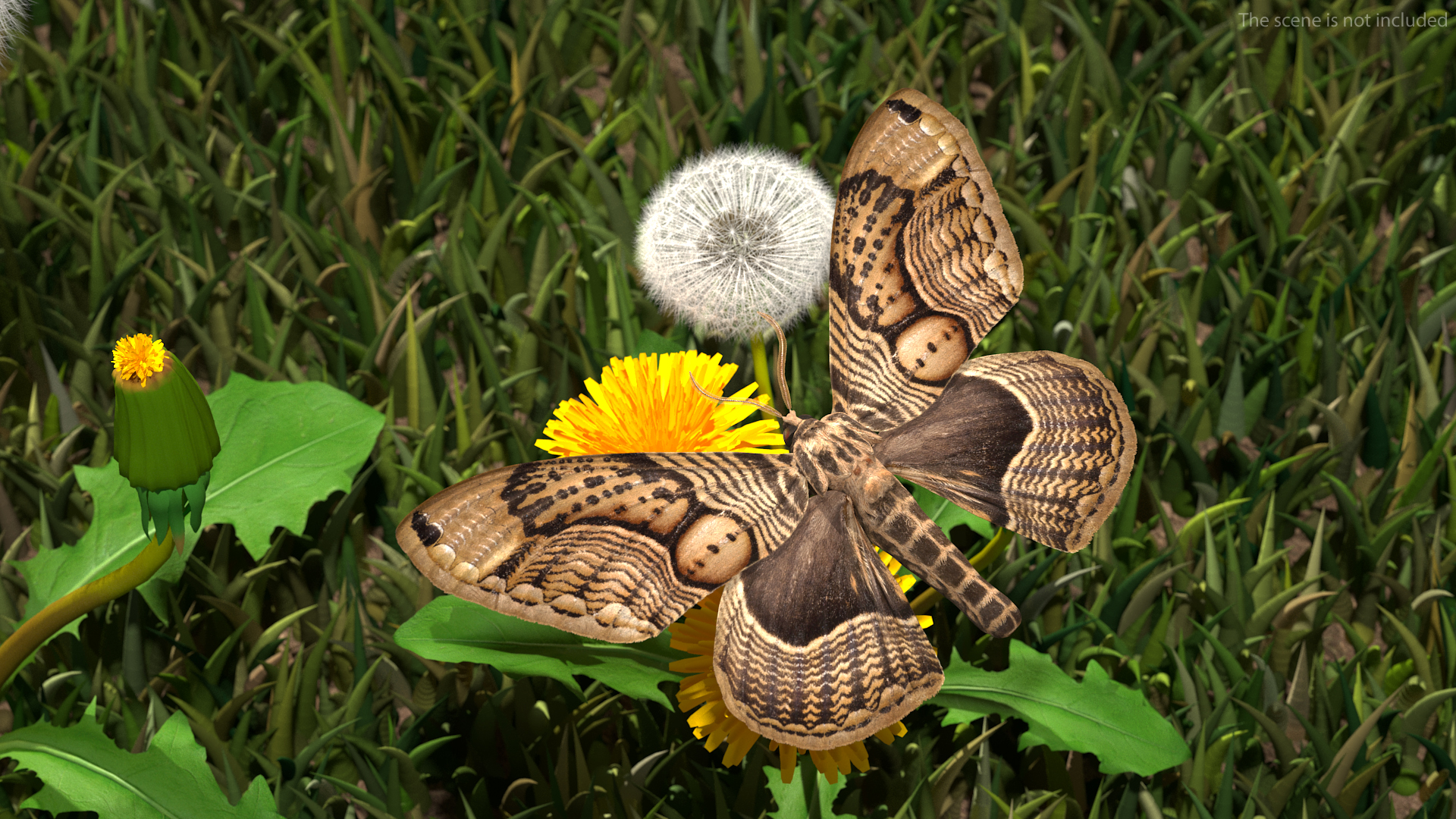 3D model Owl Moth