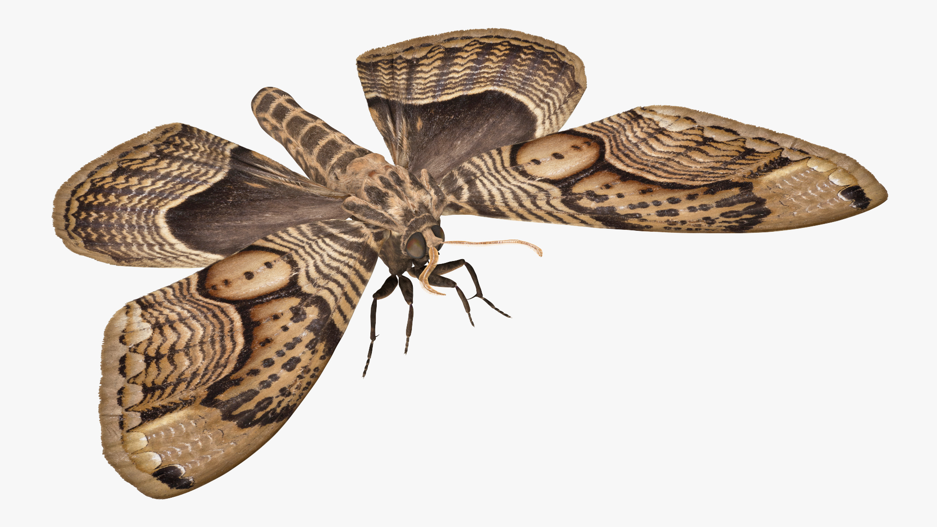 3D model Owl Moth