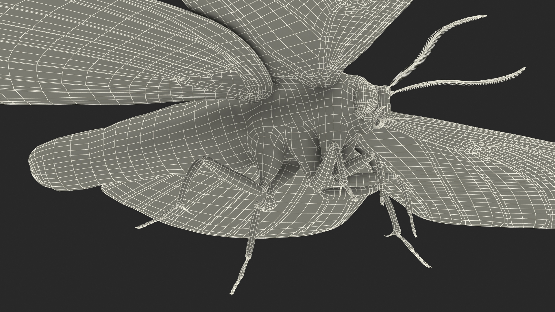 3D model Owl Moth