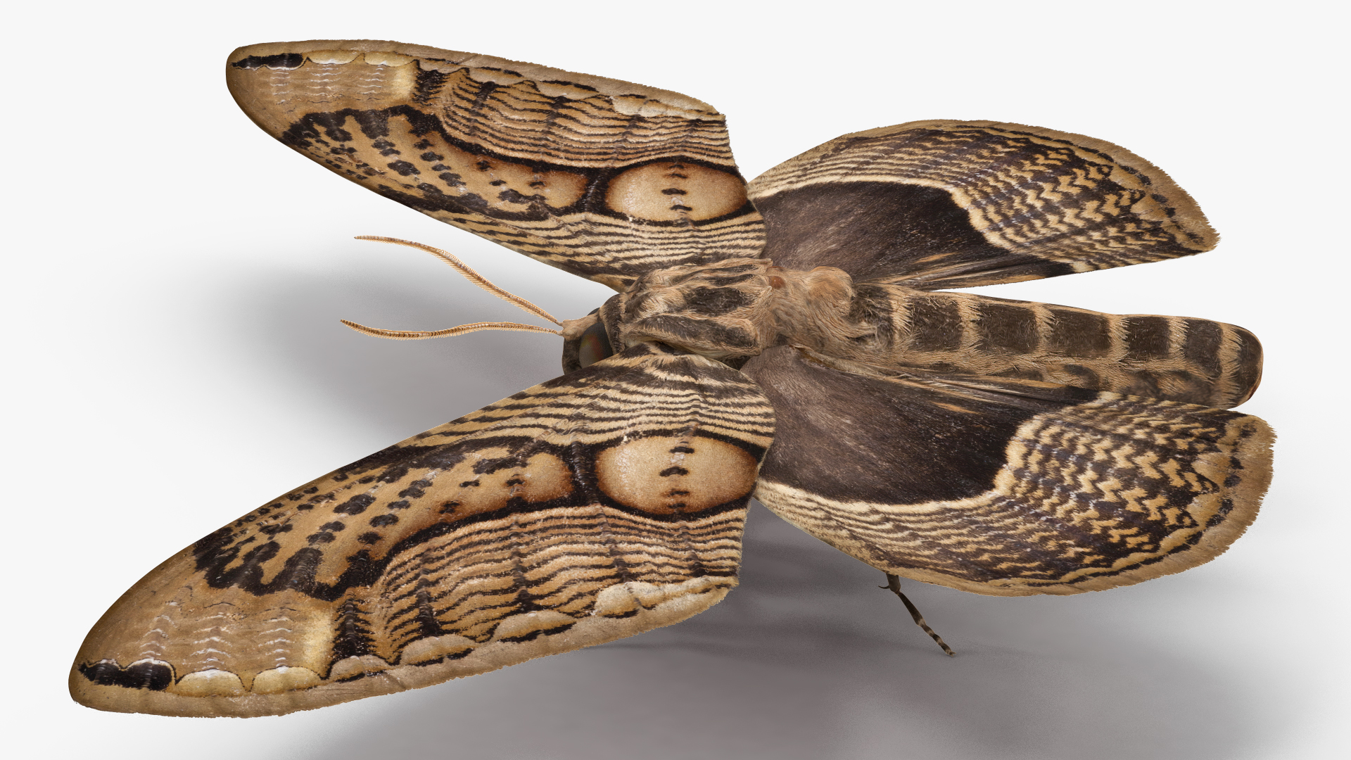 3D model Owl Moth