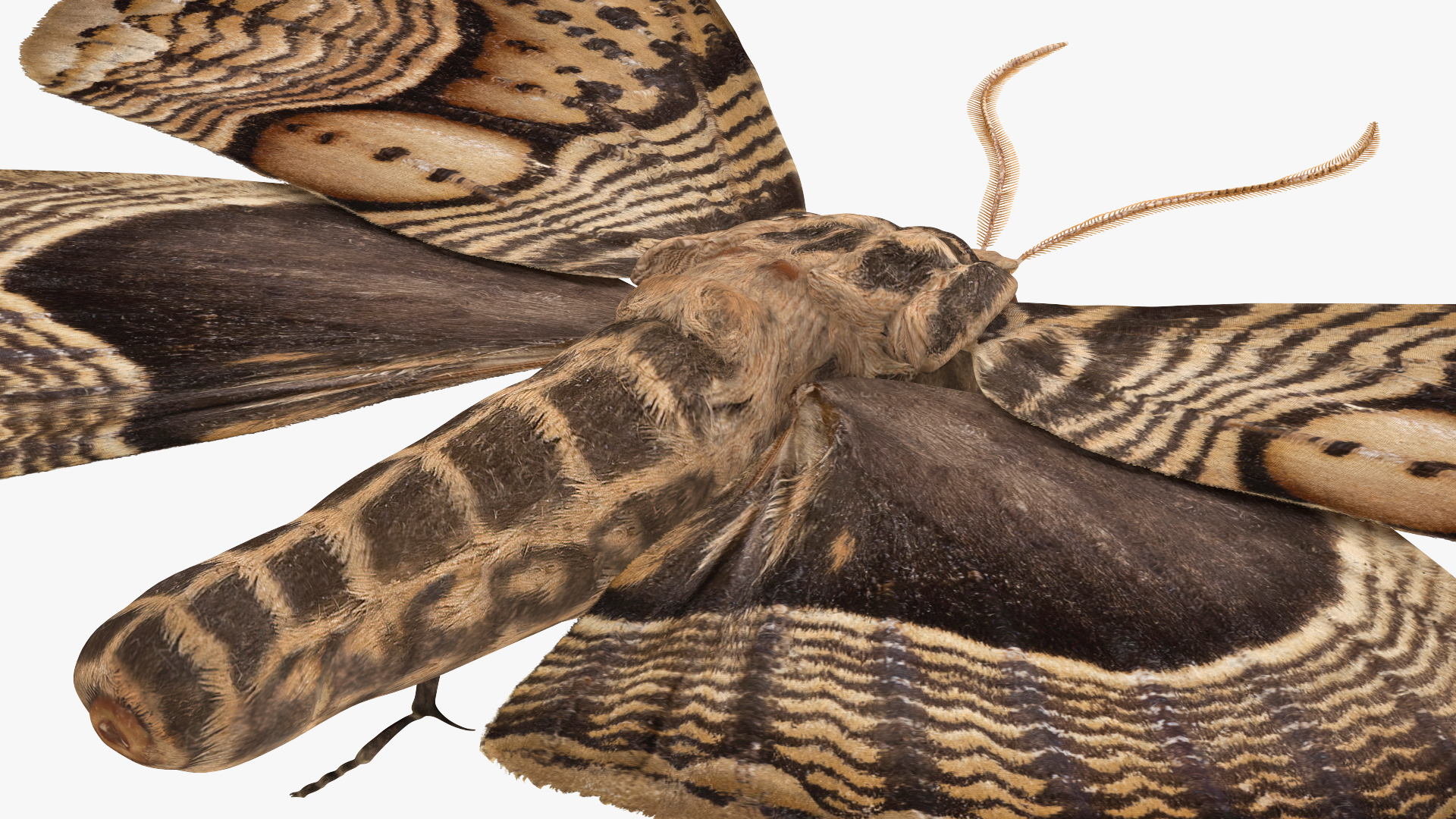 3D model Owl Moth