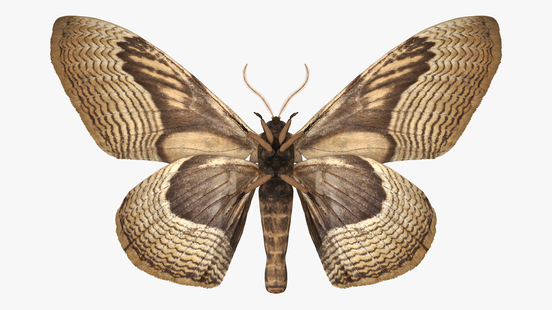 3D model Owl Moth