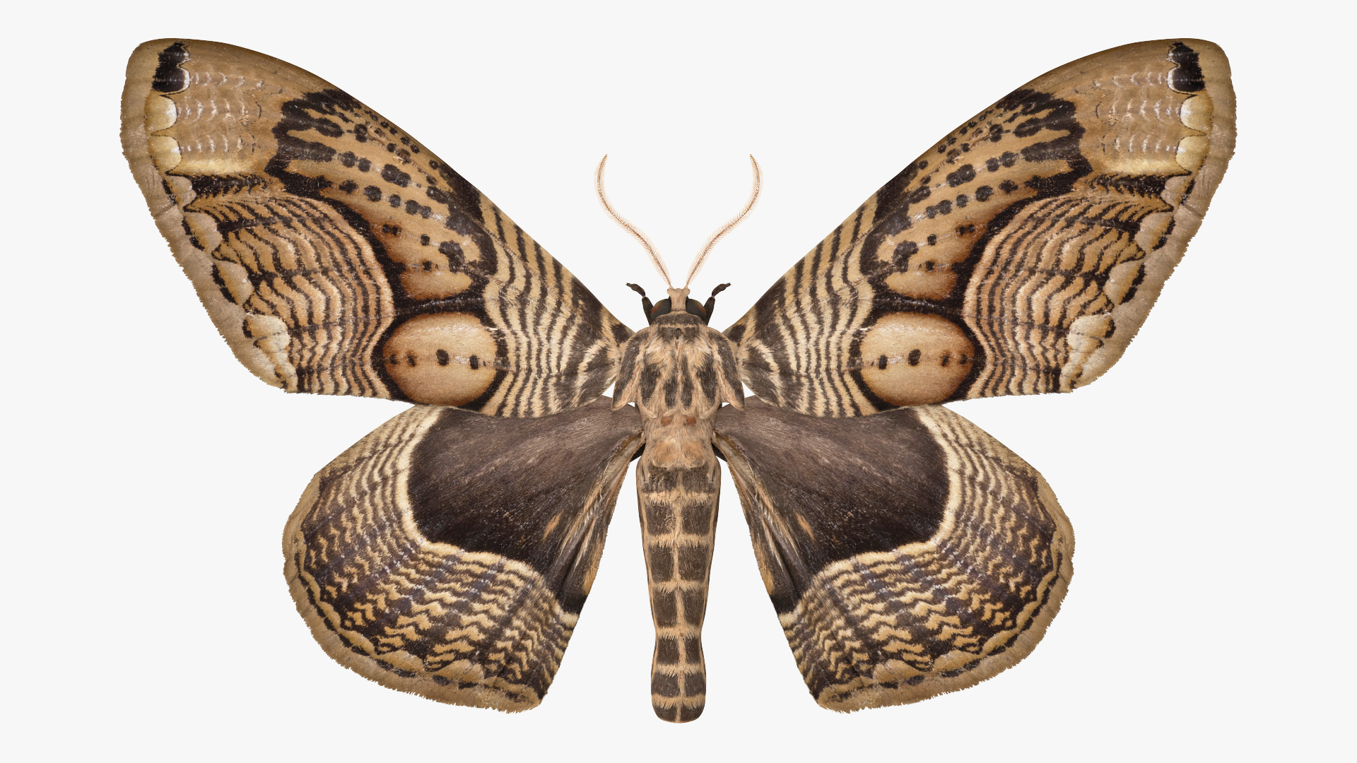 3D model Owl Moth