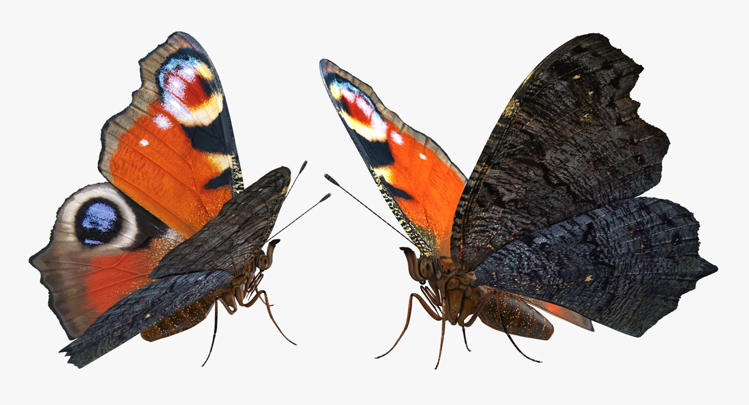 Aglais io or European Peacock Butterfly 3D model