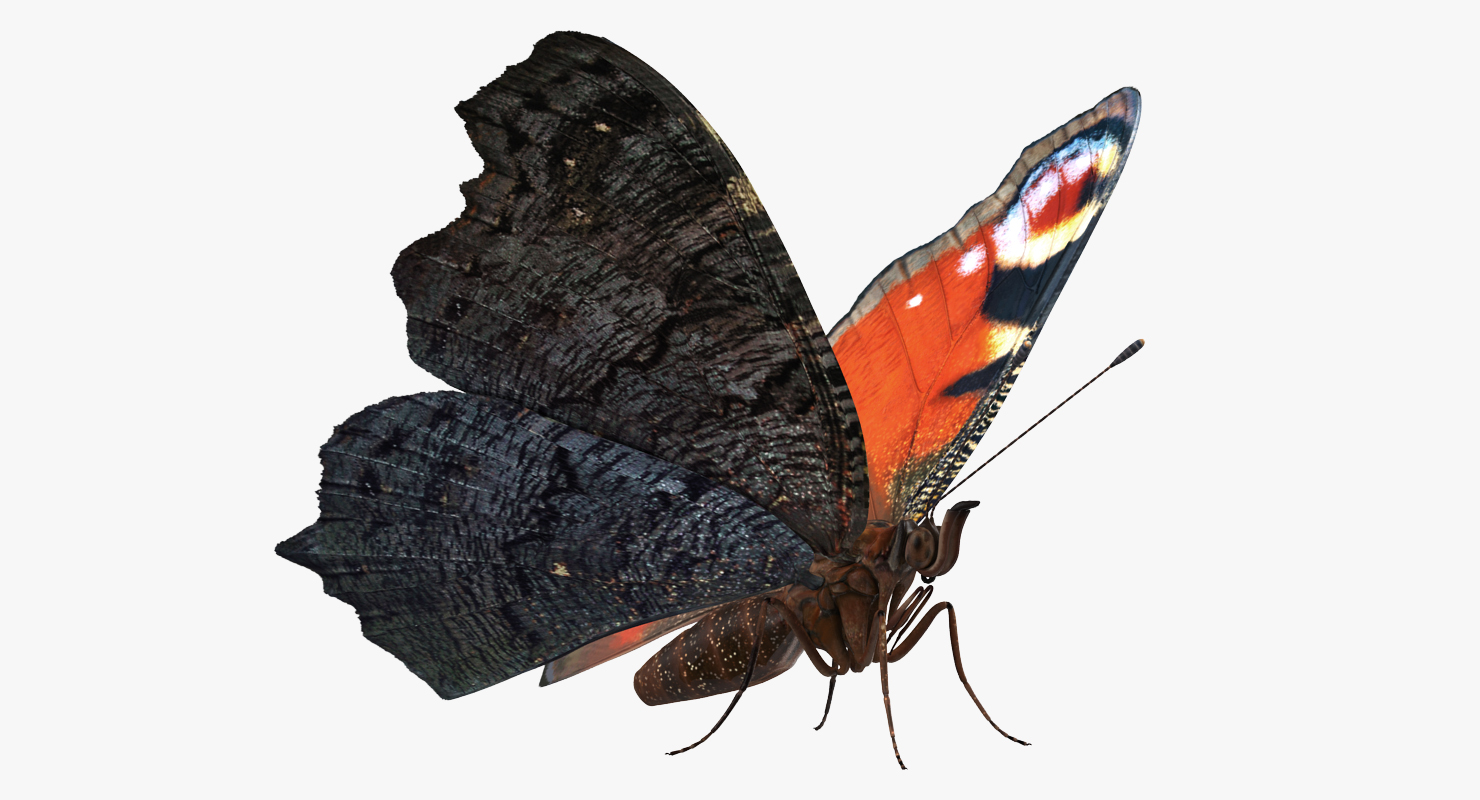 Aglais io or European Peacock Butterfly 3D model