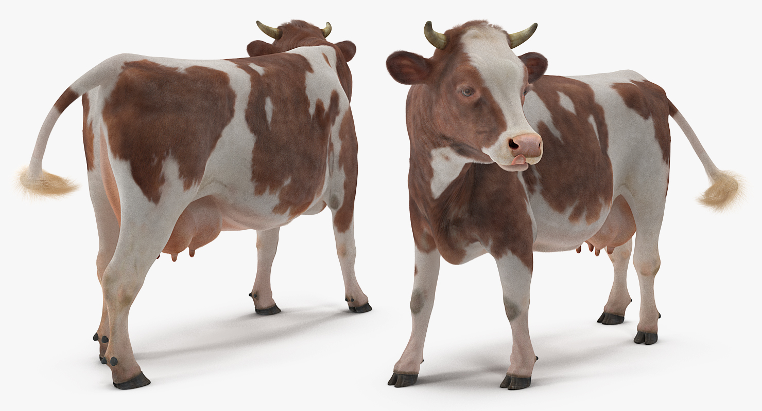 3D Red and White Cow with Fur