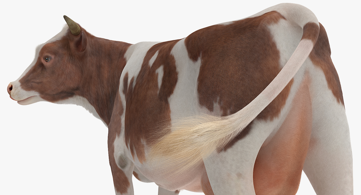 3D Red and White Cow with Fur