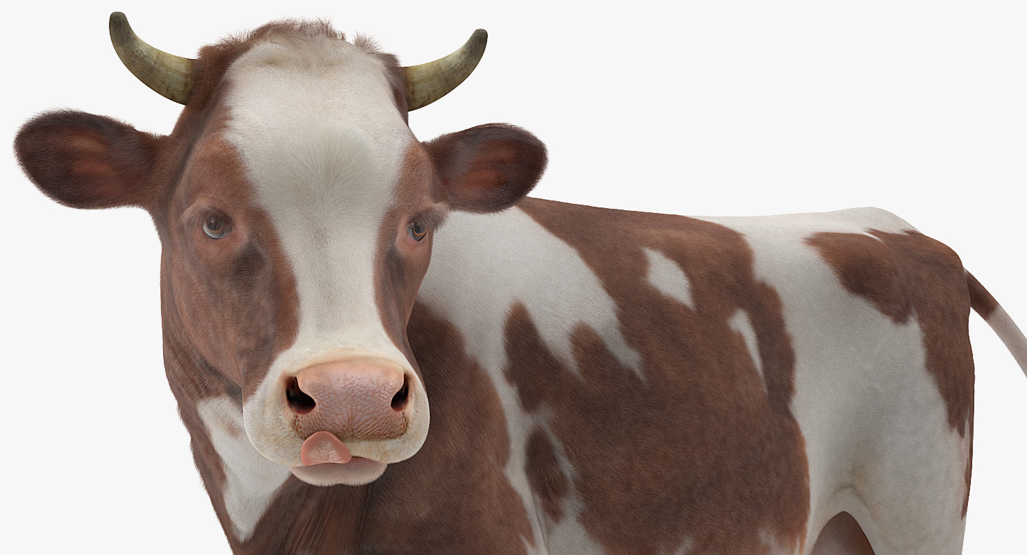 3D Red and White Cow with Fur