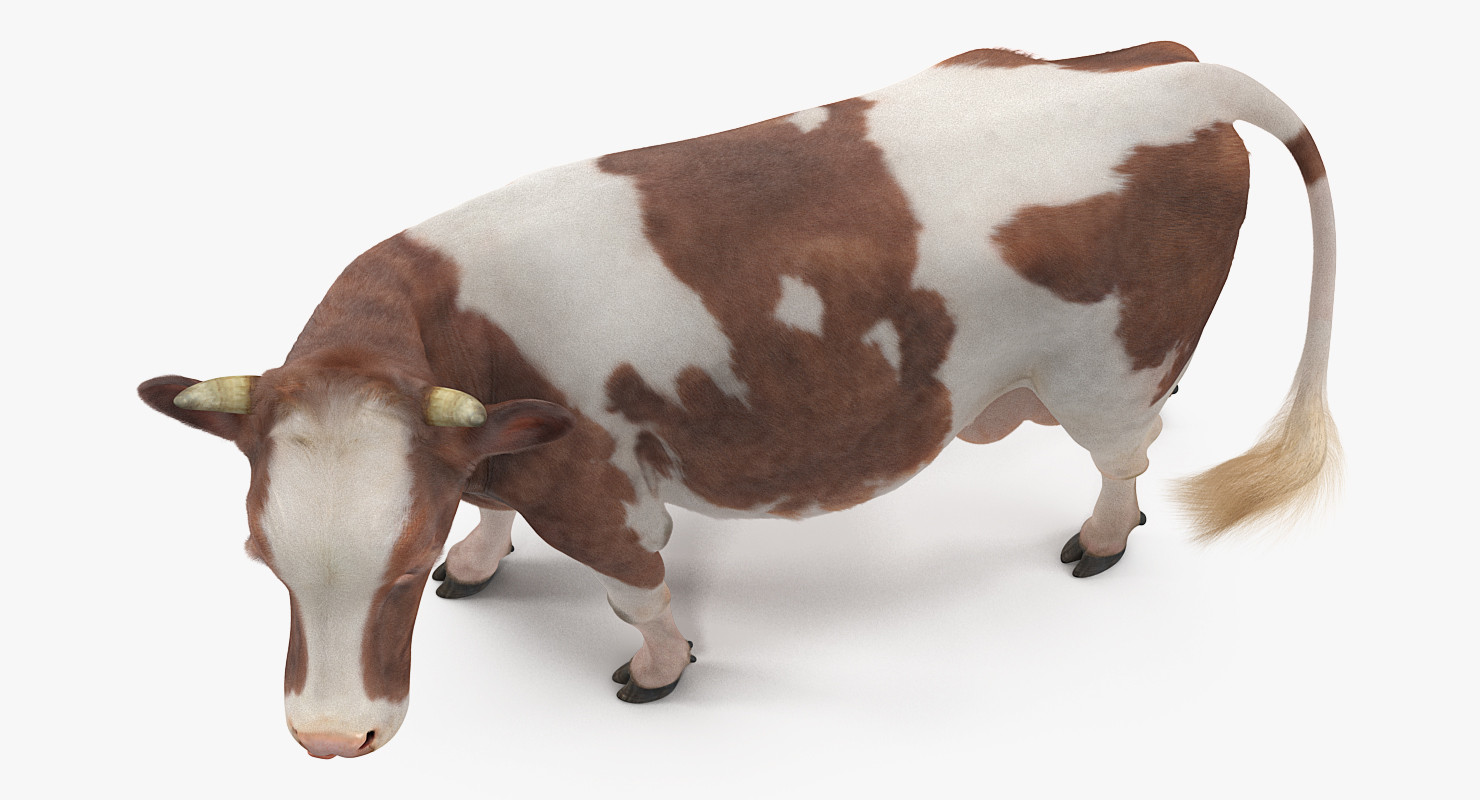 3D Red and White Cow with Fur