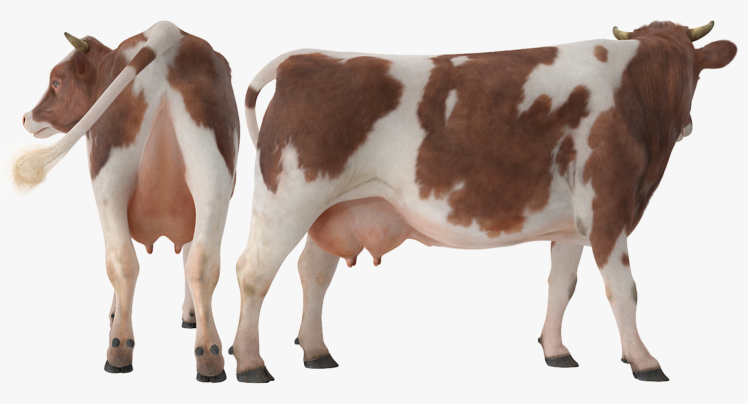 3D Red and White Cow with Fur