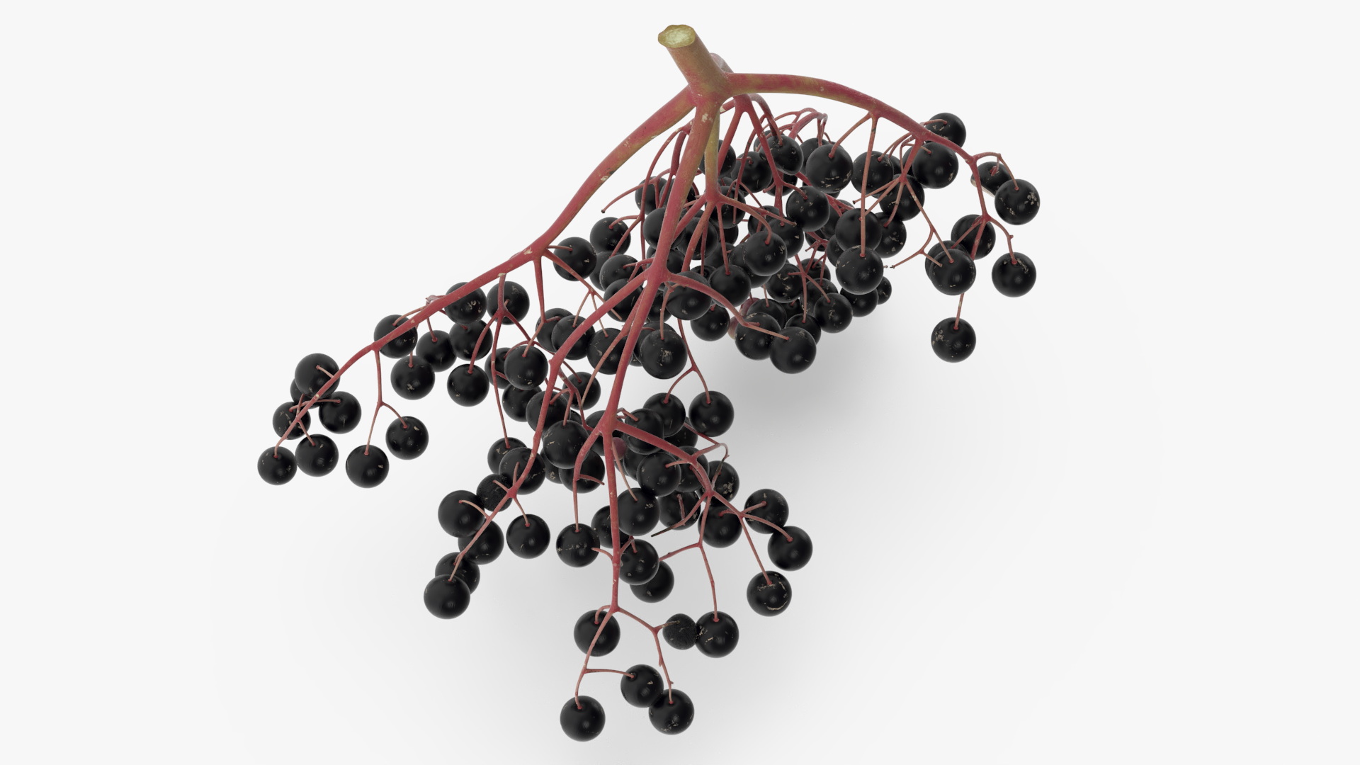 Black Elderberry Cluster 3D model