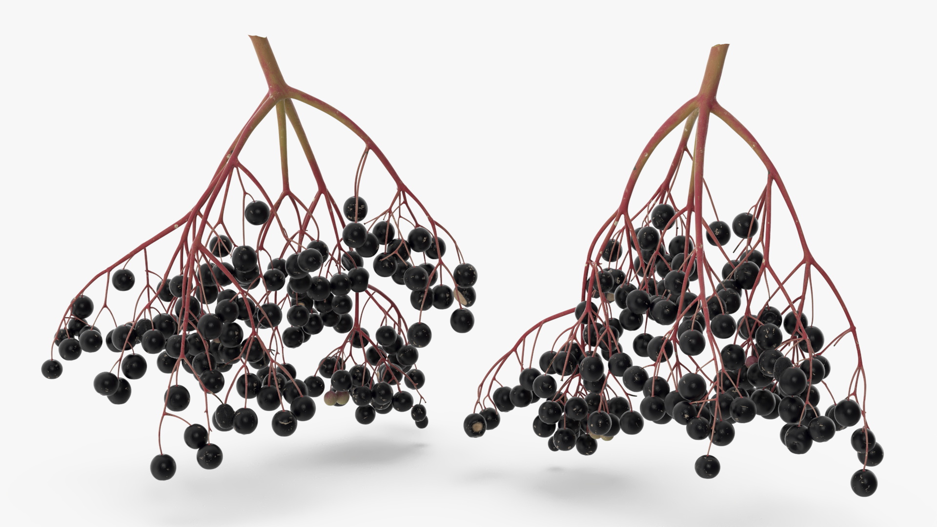 Black Elderberry Cluster 3D model