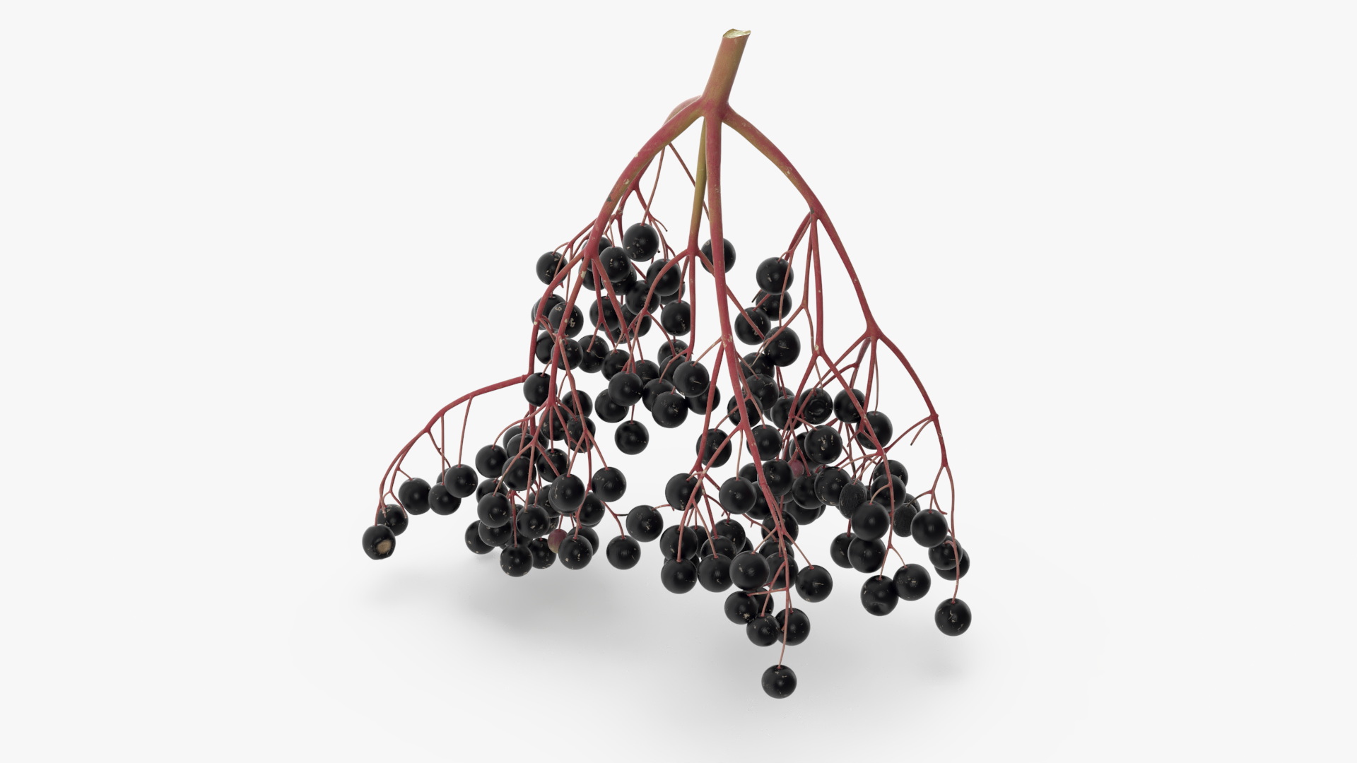 Black Elderberry Cluster 3D model