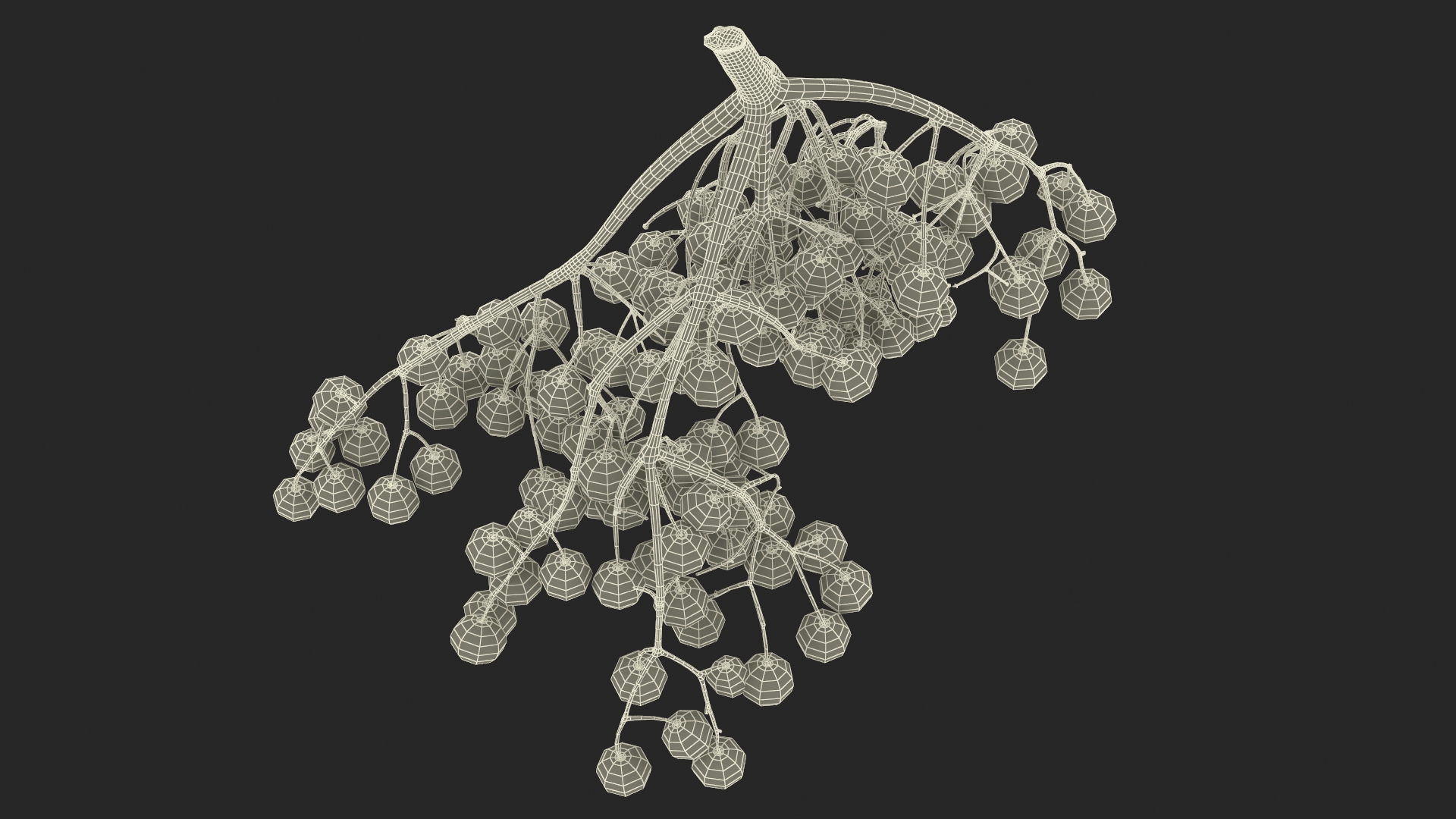 Black Elderberry Cluster 3D model