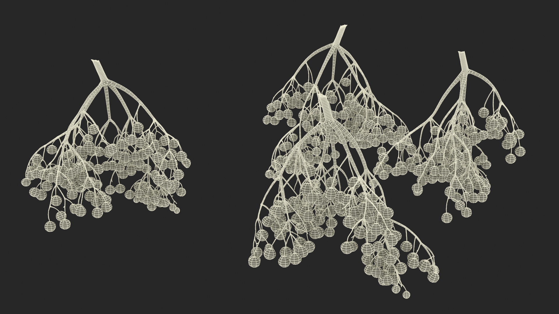 Black Elderberry Cluster 3D model