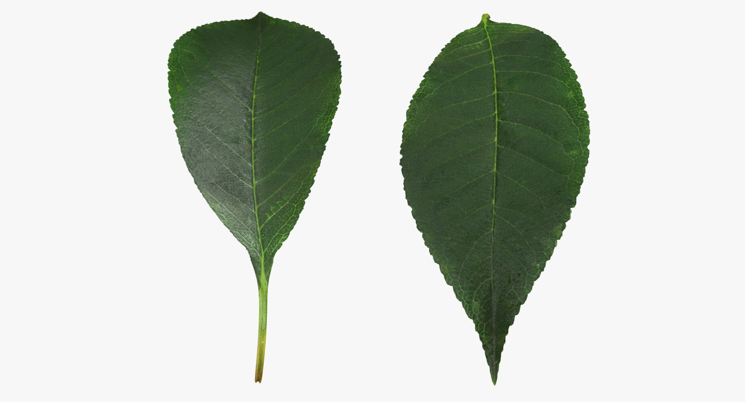 3D Cherry Leaf