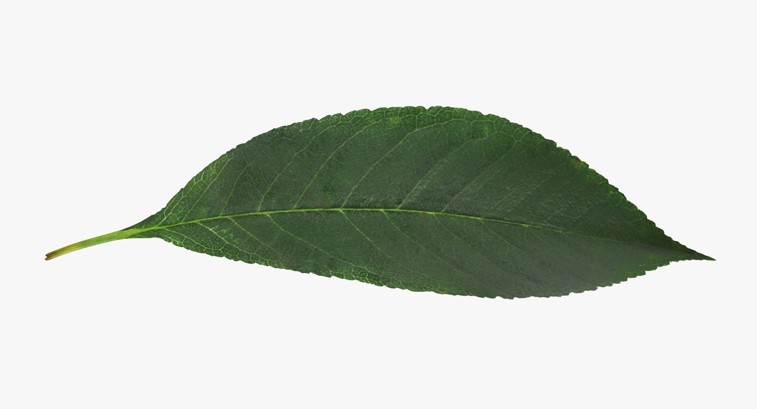 3D Cherry Leaf