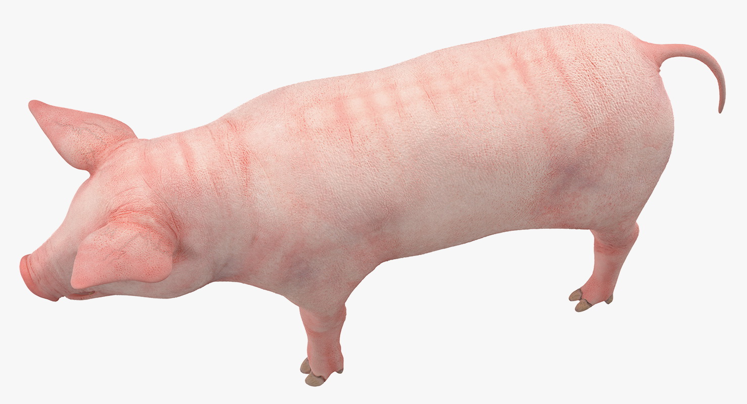 Pig Piglet Landrace 3D model