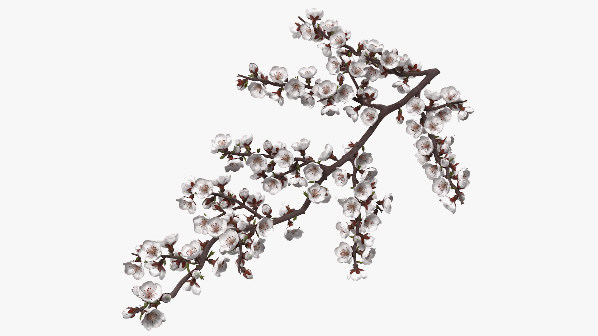 White Cherry Blossom Branch 3D