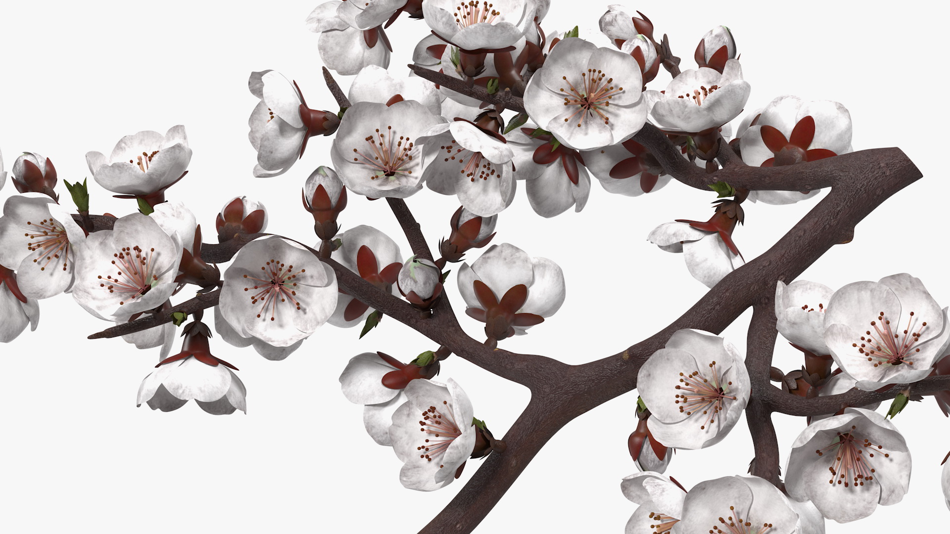 White Cherry Blossom Branch 3D