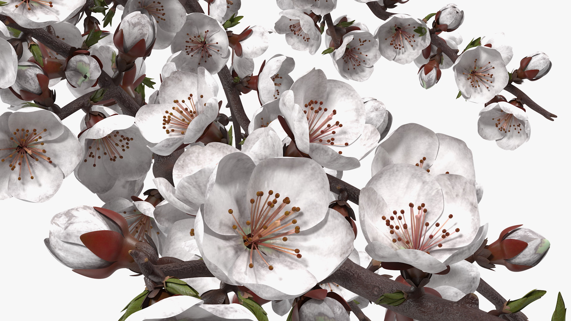 White Cherry Blossom Branch 3D