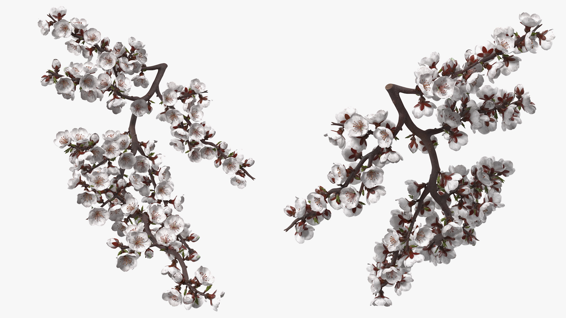 White Cherry Blossom Branch 3D