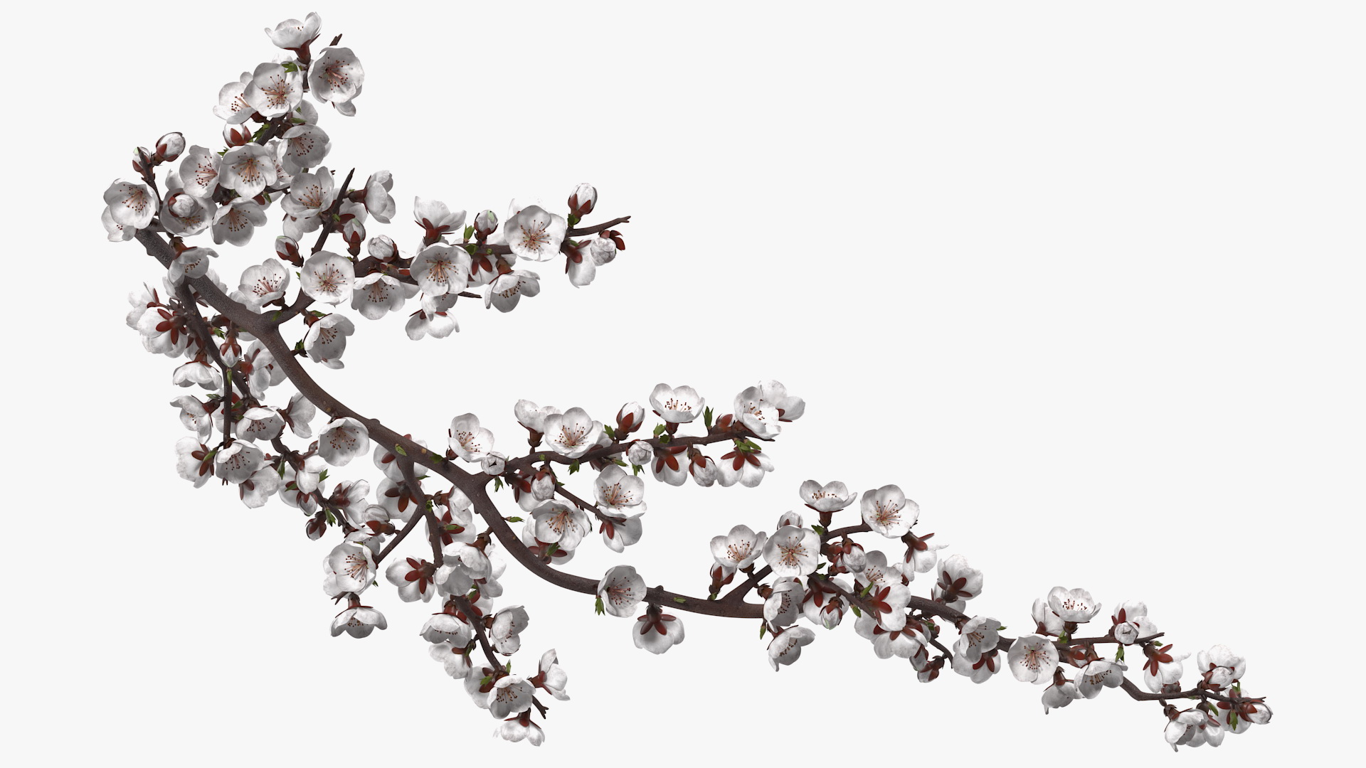 White Cherry Blossom Branch 3D