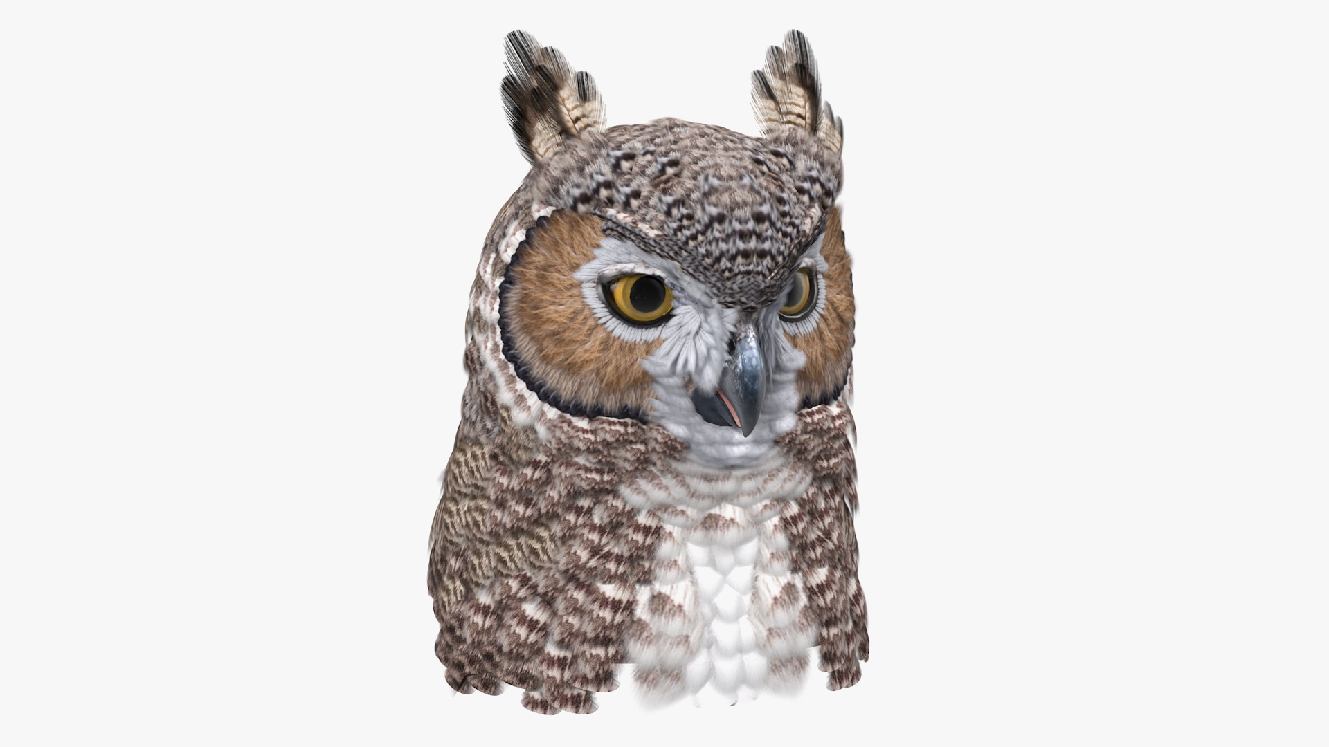 3D Great Horned Owl Head