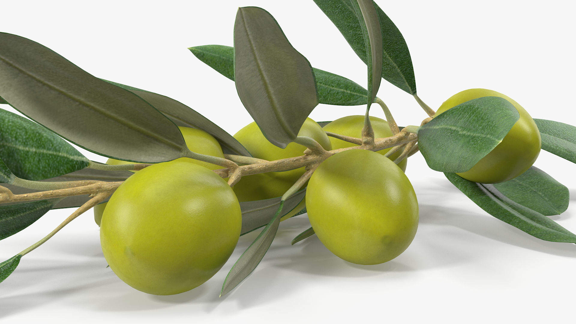 3D Olive Branch with Green Olives Lying